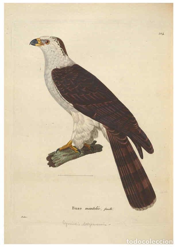 Collection Magazines and Newspapers: Reproducci&oacute;n/Reproduction 6286230182: Nouveau recueil de planches colori&eacute;es d'oiseaux A Strasbourgh