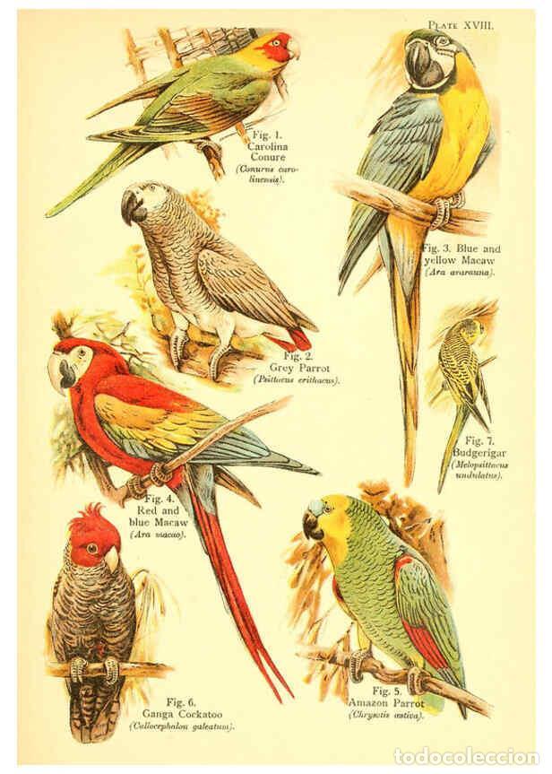 Collection Magazines and Newspapers: Reproducci&oacute;n/Reproduction 6021711353: A book of birds London,Sidney Appleton,1908 - William Playne P