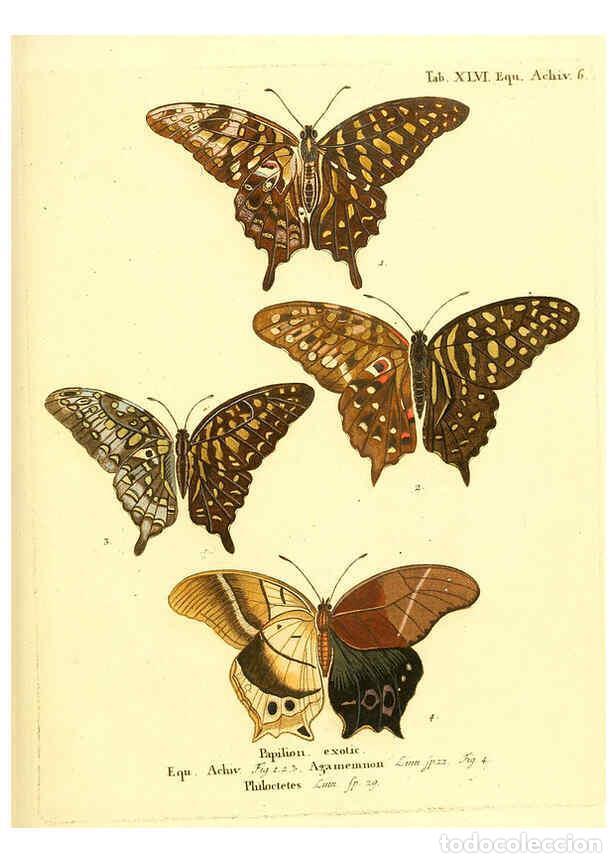 Collection Magazines and Newspapers: Reproducci&oacute;n/Reproduction 6012000207: Die ausl&auml;ndischen Schmetterlinge in Abbildungen nach der Natur