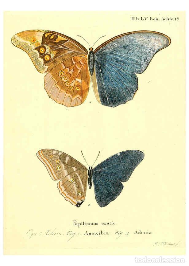 Collection Magazines and Newspapers: Reproducci&oacute;n/Reproduction 6012549430: Die ausl&auml;ndischen Schmetterlinge in Abbildungen nach der Natur