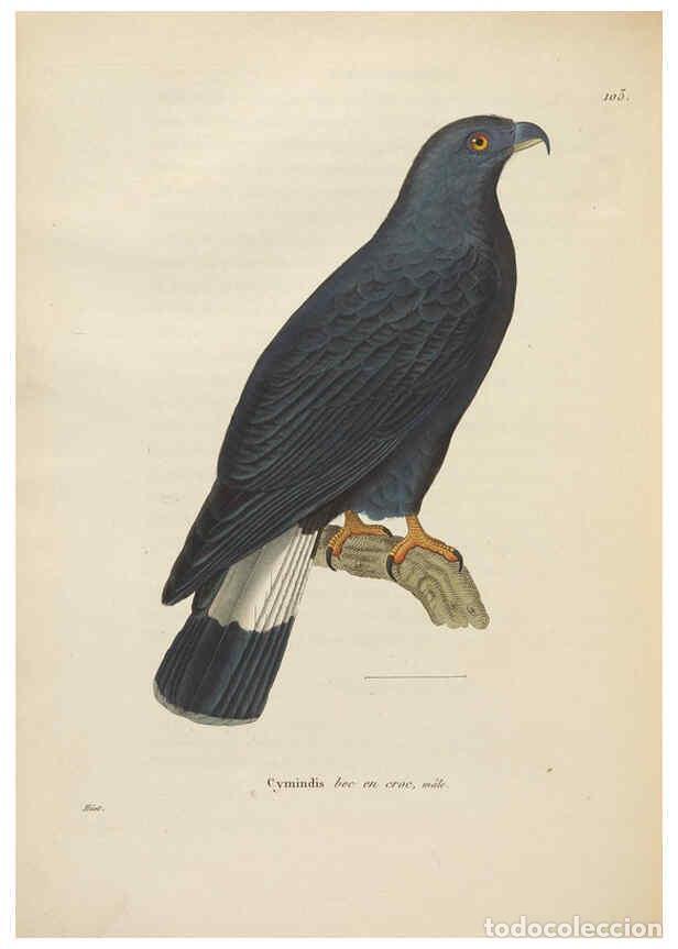 Collection Magazines and Newspapers: Reproducci&oacute;n/Reproduction 6285710285: Nouveau recueil de planches colori&eacute;es d'oiseaux A Strasbourgh