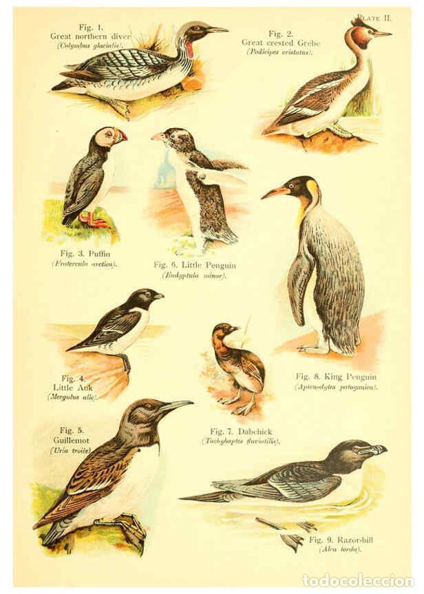 Collection Magazines and Newspapers: Reproducci&oacute;n/Reproduction 6021705733: A book of birds London,Sidney Appleton,1908 - William Playne P