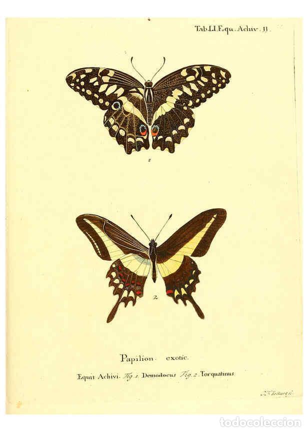 Collection Magazines and Newspapers: Reproducci&oacute;n/Reproduction 6012548472: Die ausl&auml;ndischen Schmetterlinge in Abbildungen nach der Natur