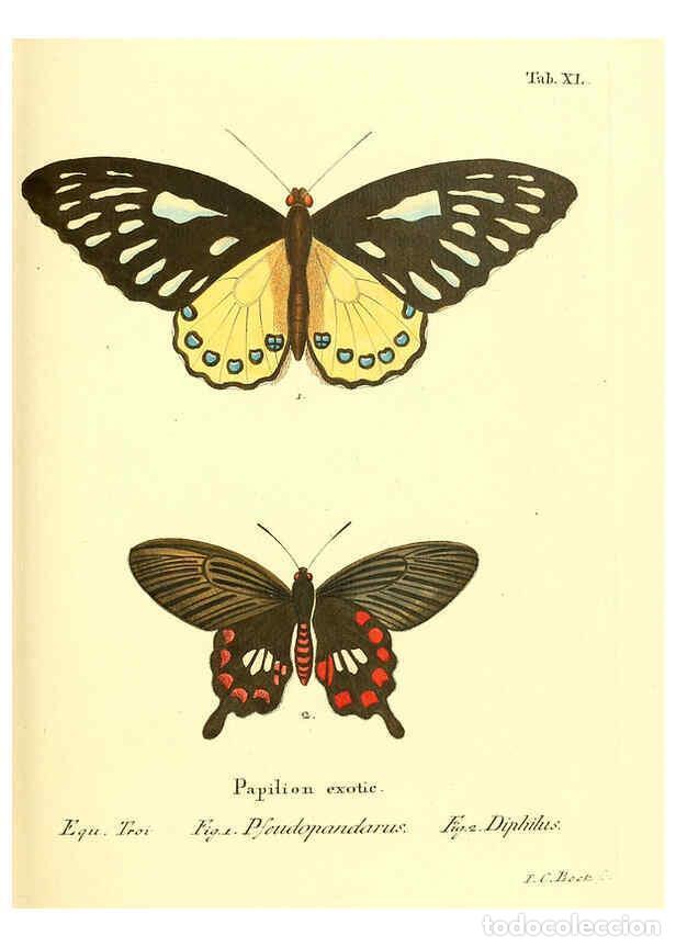 Collection Magazines and Newspapers: Reproducci&oacute;n/Reproduction 6011997343: Die ausl&auml;ndischen Schmetterlinge in Abbildungen nach der Natur