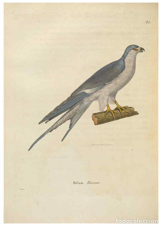 Collection Magazines and Newspapers: Reproducci&oacute;n/Reproduction 6285711099: Nouveau recueil de planches colori&eacute;es d'oiseaux A Strasbourgh