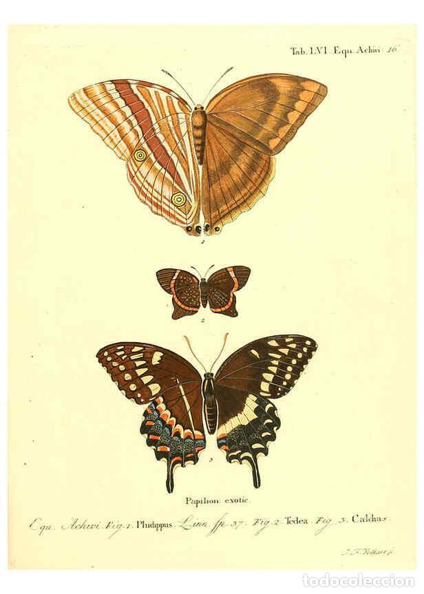 Collection Magazines and Newspapers: Reproducci&oacute;n/Reproduction 6012003027: Die ausl&auml;ndischen Schmetterlinge in Abbildungen nach der Natur