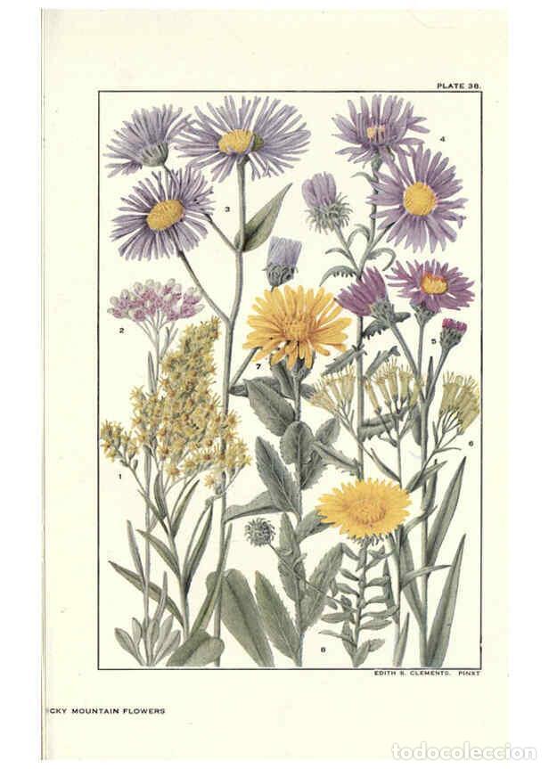 Coleccionismo de Revistas y Peri&oacute;dicos: Reproducci&oacute;n/Reproduction 6280209934: Rocky mountain flowers New York city,the H.W. Wilson company,1