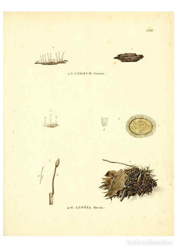 Collection Magazines and Newspapers: Reproducci&oacute;n/Reproduction 6284117262: Icones pictae specierum rariorum fungorum in synopsi methodica