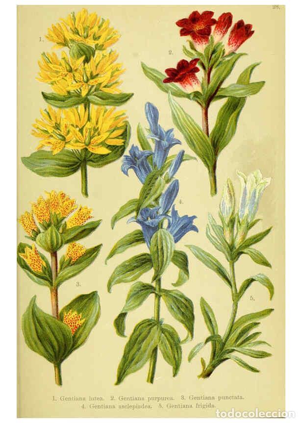 Collection Magazines and Newspapers: Reproducci&oacute;n/Reproduction 6021507209: Alpen-Flora f&uuml;r Touristen und Pflanzenfreunde Stuttgart :Verla