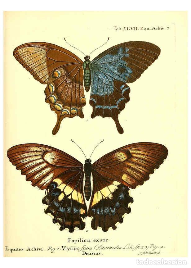 Collection Magazines and Newspapers: Reproducci&oacute;n/Reproduction 6012000493: Die ausl&auml;ndischen Schmetterlinge in Abbildungen nach der Natur