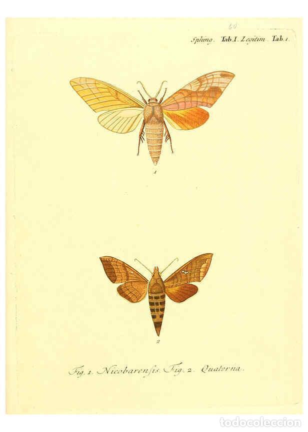 Collection Magazines and Newspapers: Reproducci&oacute;n/Reproduction 6012004051: Die ausl&auml;ndischen Schmetterlinge in Abbildungen nach der Natur