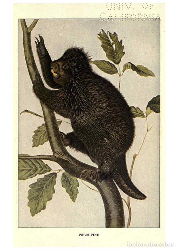 Collection Magazines and Newspapers: Reproducci&oacute;n/Reproduction 6286180038: Squirrels and other fur-bearers Boston ;Houghton Mifflin compa