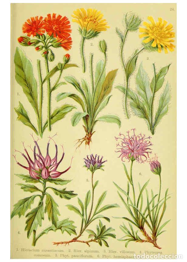 Collection Magazines and Newspapers: Reproducci&oacute;n/Reproduction 6022060074: Alpen-Flora f&uuml;r Touristen und Pflanzenfreunde Stuttgart :Verla