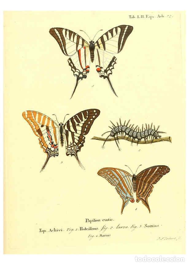 Collection Magazines and Newspapers: Reproducci&oacute;n/Reproduction 6012548672: Die ausl&auml;ndischen Schmetterlinge in Abbildungen nach der Natur