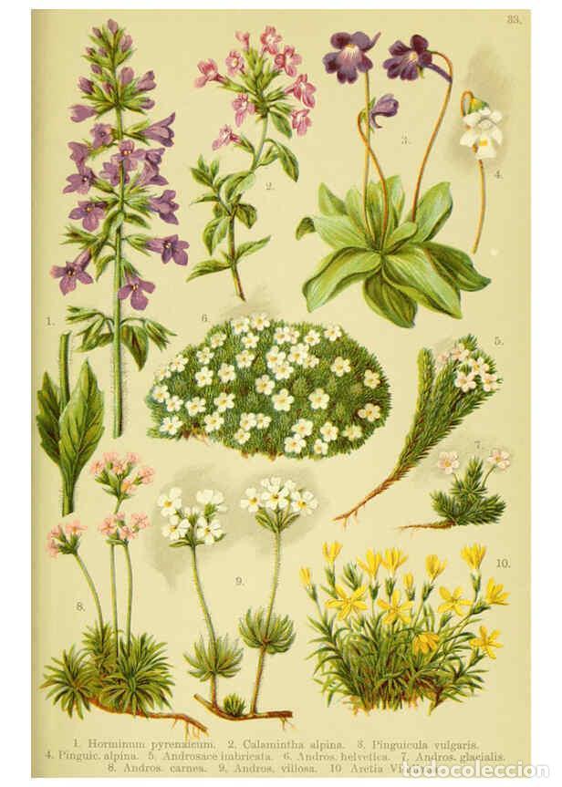 Collection Magazines and Newspapers: Reproducci&oacute;n/Reproduction 6021509095: Alpen-Flora f&uuml;r Touristen und Pflanzenfreunde Stuttgart :Verla