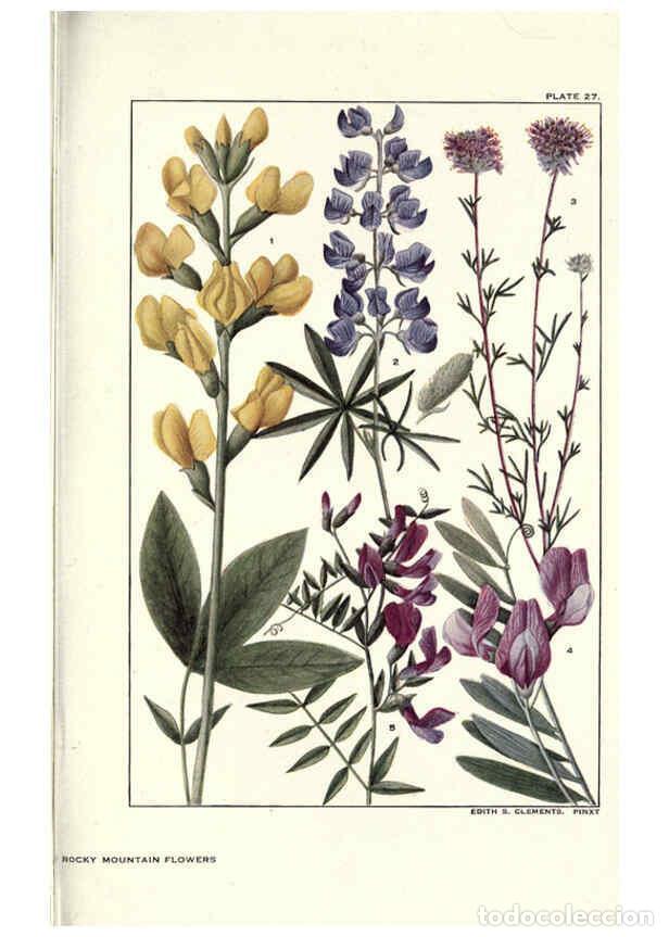 Collection Magazines and Newspapers: Reproducci&oacute;n/Reproduction 6279688855: Rocky mountain flowers New York city,the H.W. Wilson company,1