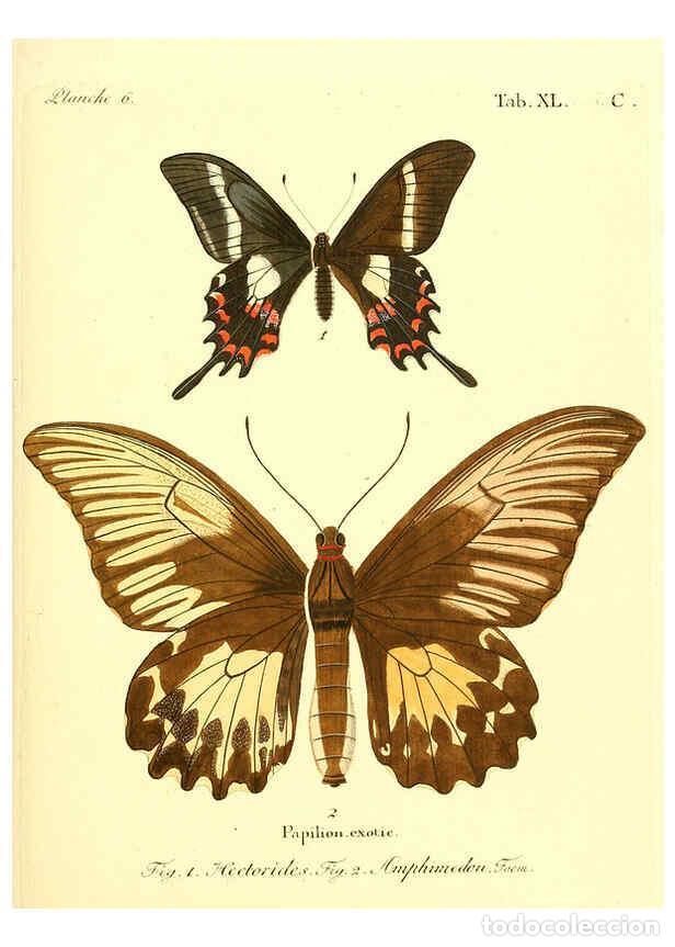 Collection Magazines and Newspapers: Reproducci&oacute;n/Reproduction 6011998017: Die ausl&auml;ndischen Schmetterlinge in Abbildungen nach der Natur