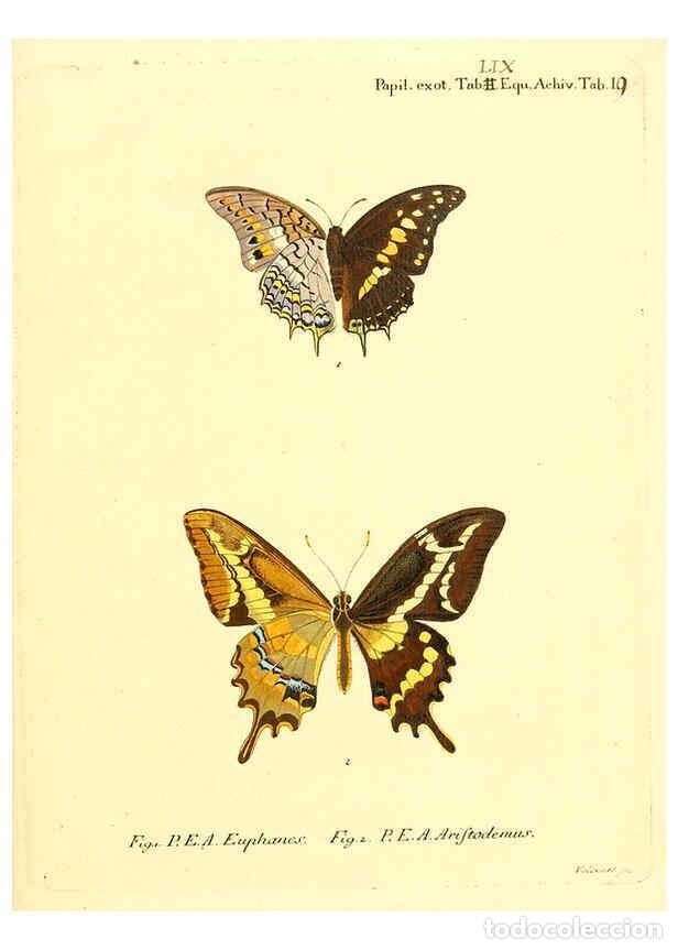 Collectionnisme de Revues et Journaux: Reproducci&oacute;n/Reproduction 6012550412: Die ausl&auml;ndischen Schmetterlinge in Abbildungen nach der Natur