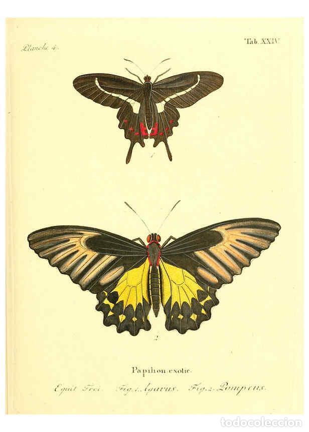 Collectionnisme de Revues et Journaux: Reproducci&oacute;n/Reproduction 6011992275: Die ausl&auml;ndischen Schmetterlinge in Abbildungen nach der Natur
