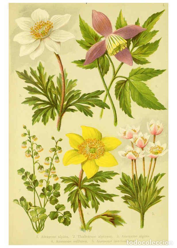 Collectionnisme de Revues et Journaux: Reproducci&oacute;n/Reproduction 6021498419: Alpen-Flora f&uuml;r Touristen und Pflanzenfreunde Stuttgart :Verla
