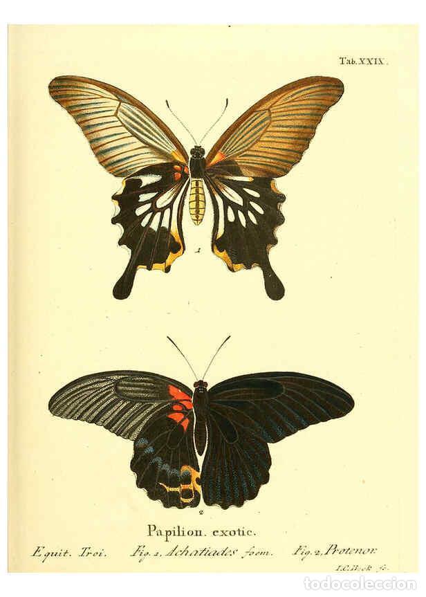 Collectionnisme de Revues et Journaux: Reproducci&oacute;n/Reproduction 6011993939: Die ausl&auml;ndischen Schmetterlinge in Abbildungen nach der Natur