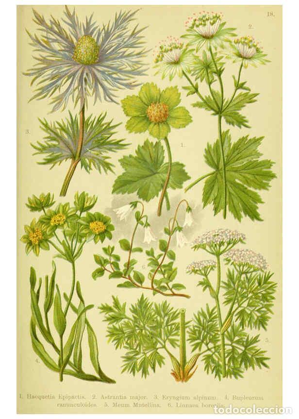 Collectionnisme de Revues et Journaux: Reproducci&oacute;n/Reproduction 6022058090: Alpen-Flora f&uuml;r Touristen und Pflanzenfreunde Stuttgart :Verla