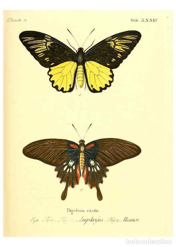 Collectionnisme de Revues et Journaux: Reproducci&oacute;n/Reproduction 6012542264: Die ausl&auml;ndischen Schmetterlinge in Abbildungen nach der Natur