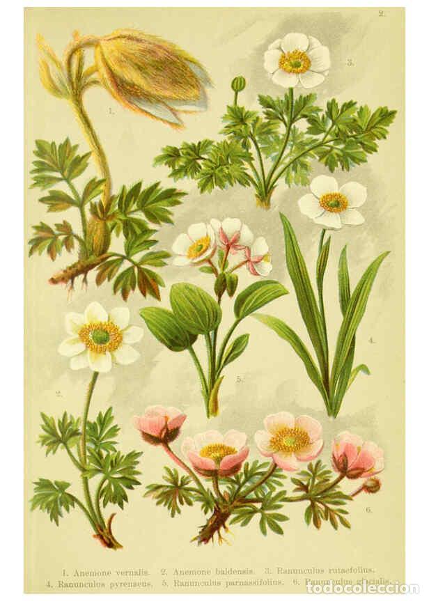 Collectionnisme de Revues et Journaux: Reproducci&oacute;n/Reproduction 6021498759: Alpen-Flora f&uuml;r Touristen und Pflanzenfreunde Stuttgart :Verla