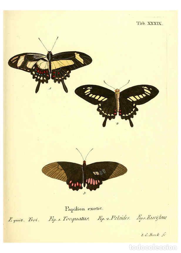 Collectionnisme de Revues et Journaux: Reproducci&oacute;n/Reproduction 6012543690: Die ausl&auml;ndischen Schmetterlinge in Abbildungen nach der Natur