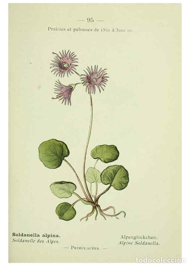 Collectionnisme de Revues et Journaux: Reproducci&oacute;n/Reproduction 6298820396: Nouvelle flore colori&eacute;e de poche des Alpes et des Pyr&eacute;n&eacute;es. v.