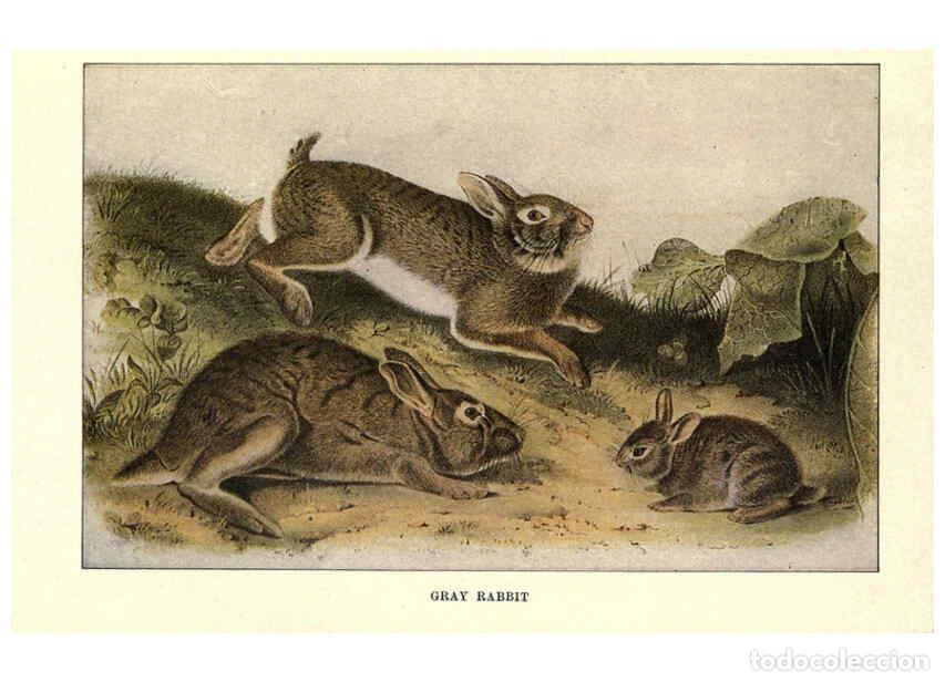 Collectionnisme de Revues et Journaux: Reproducci&oacute;n/Reproduction 6285657539: Squirrels and other fur-bearers Boston ;Houghton Mifflin compa