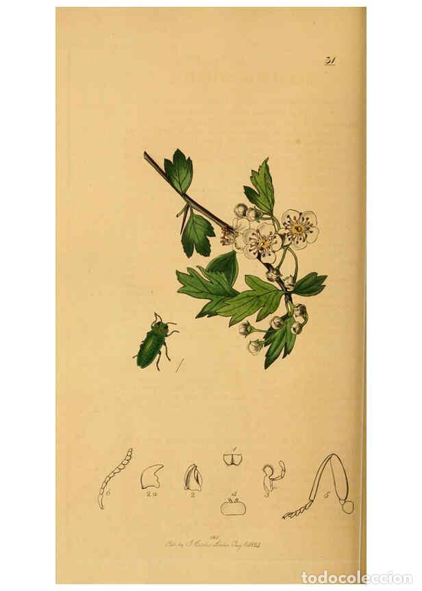 Collectionnisme de Revues et Journaux: Reproducci&oacute;n/Reproduction 6021883507: British entomology. v.2 London,Printed for the author,1823-40