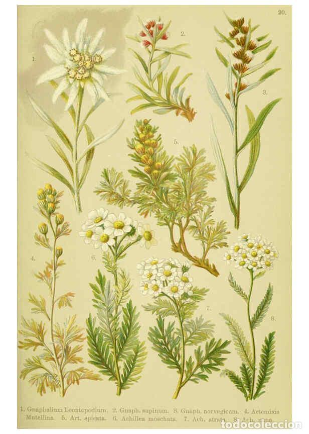 Collectionnisme de Revues et Journaux: Reproducci&oacute;n/Reproduction 6021504695: Alpen-Flora f&uuml;r Touristen und Pflanzenfreunde Stuttgart :Verla