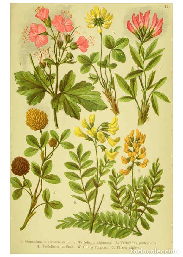 Collectionnisme de Revues et Journaux: Reproducci&oacute;n/Reproduction 6021502283: Alpen-Flora f&uuml;r Touristen und Pflanzenfreunde Stuttgart :Verla