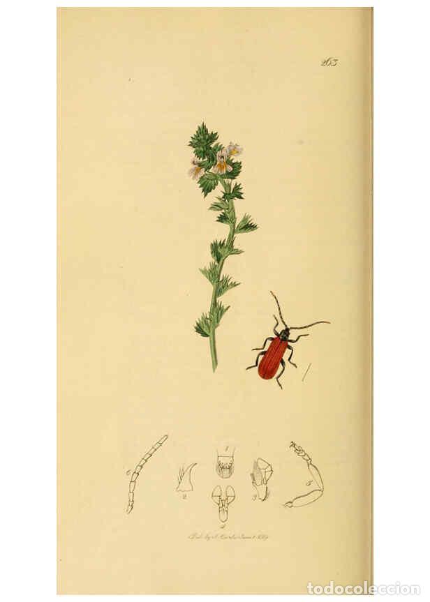 Collectionnisme de Revues et Journaux: Reproducci&oacute;n/Reproduction 6022442362: British entomology. v.2 London,Printed for the author,1823-40