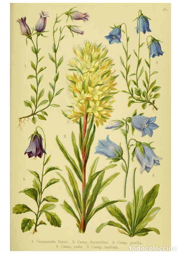 Collectionnisme de Revues et Journaux: Reproducci&oacute;n/Reproduction 6022060372: Alpen-Flora f&uuml;r Touristen und Pflanzenfreunde Stuttgart :Verla