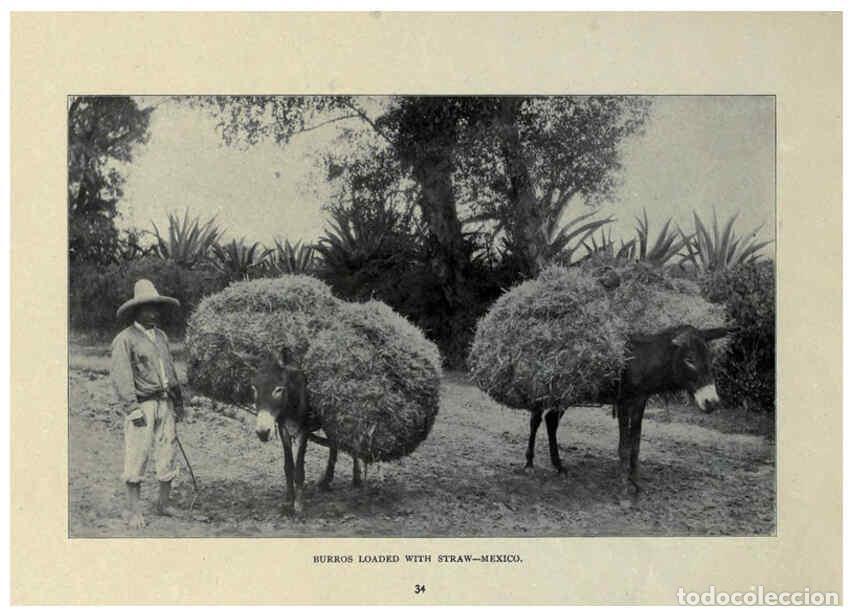 Collectionnisme de Revues et Journaux: Reproducci&oacute;n/Reproduction 6025808584: The Burro book Pueblo, Colo. :S.M. McCandless,c1900 - S. M. Mc