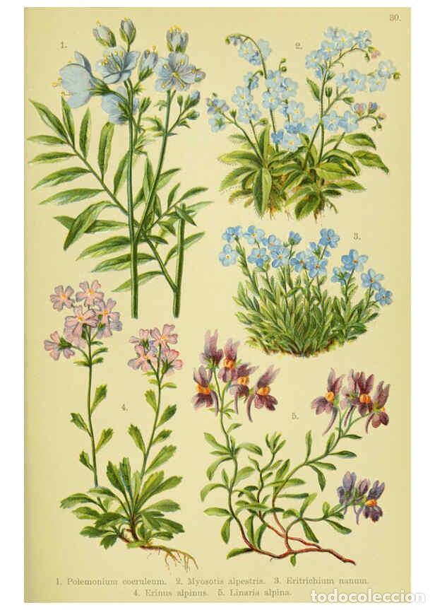 Collectionnisme de Revues et Journaux: Reproducci&oacute;n/Reproduction 6022061948: Alpen-Flora f&uuml;r Touristen und Pflanzenfreunde Stuttgart :Verla