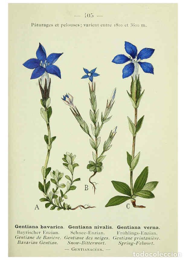 Coleccionismo de Revistas y Peri&oacute;dicos: Reproducci&oacute;n/Reproduction 6298823494: Nouvelle flore colori&eacute;e de poche des Alpes et des Pyr&eacute;n&eacute;es. v.