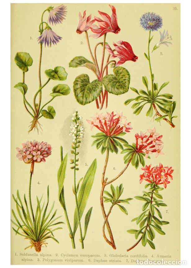 Coleccionismo de Revistas y Peri&oacute;dicos: Reproducci&oacute;n/Reproduction 6022063844: Alpen-Flora f&uuml;r Touristen und Pflanzenfreunde Stuttgart :Verla