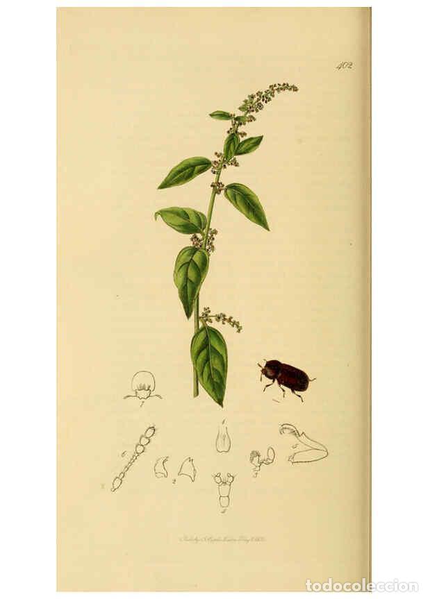 Coleccionismo de Revistas y Peri&oacute;dicos: Reproducci&oacute;n/Reproduction 6022445996: British entomology. v.2 London,Printed for the author,1823-40