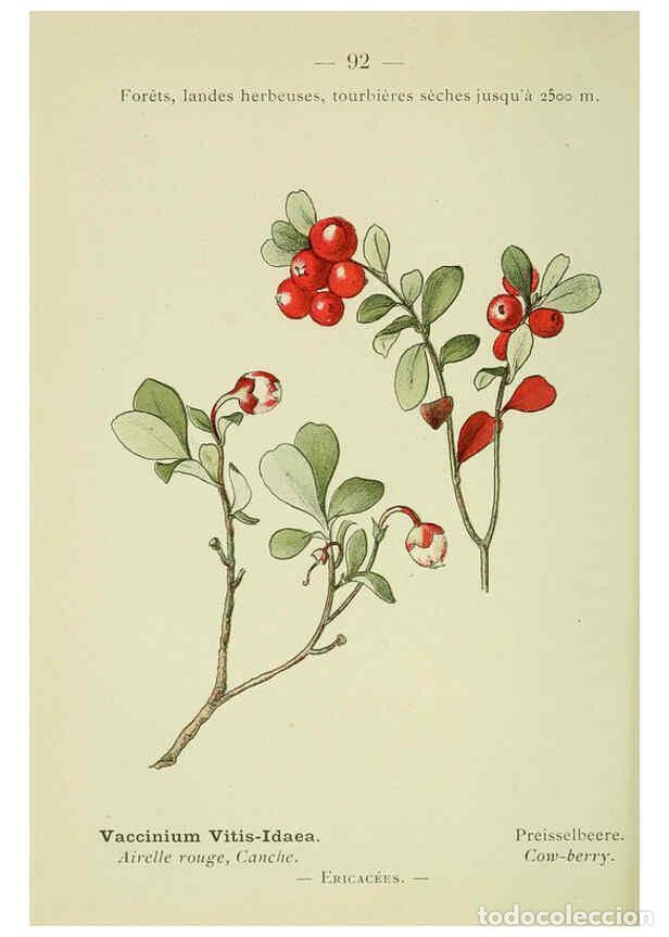 Coleccionismo de Revistas y Peri&oacute;dicos: Reproducci&oacute;n/Reproduction 6298819408: Nouvelle flore colori&eacute;e de poche des Alpes et des Pyr&eacute;n&eacute;es. v.