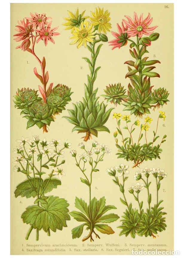 Coleccionismo de Revistas y Peri&oacute;dicos: Reproducci&oacute;n/Reproduction 6021503577: Alpen-Flora f&uuml;r Touristen und Pflanzenfreunde Stuttgart :Verla