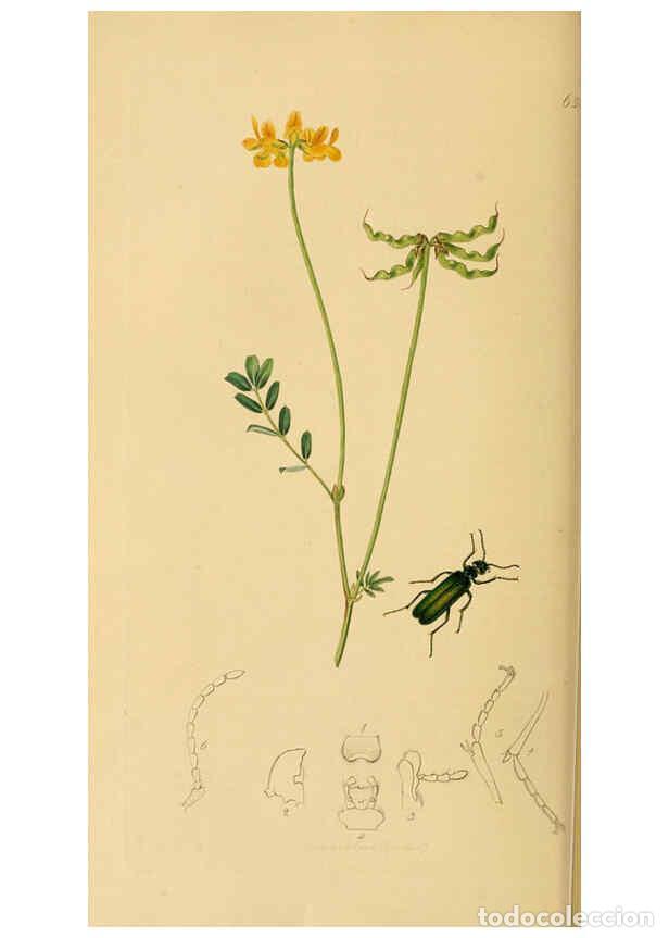 Coleccionismo de Revistas y Peri&oacute;dicos: Reproducci&oacute;n/Reproduction 6021874551: British entomology. v.2 London,Printed for the author,1823-40