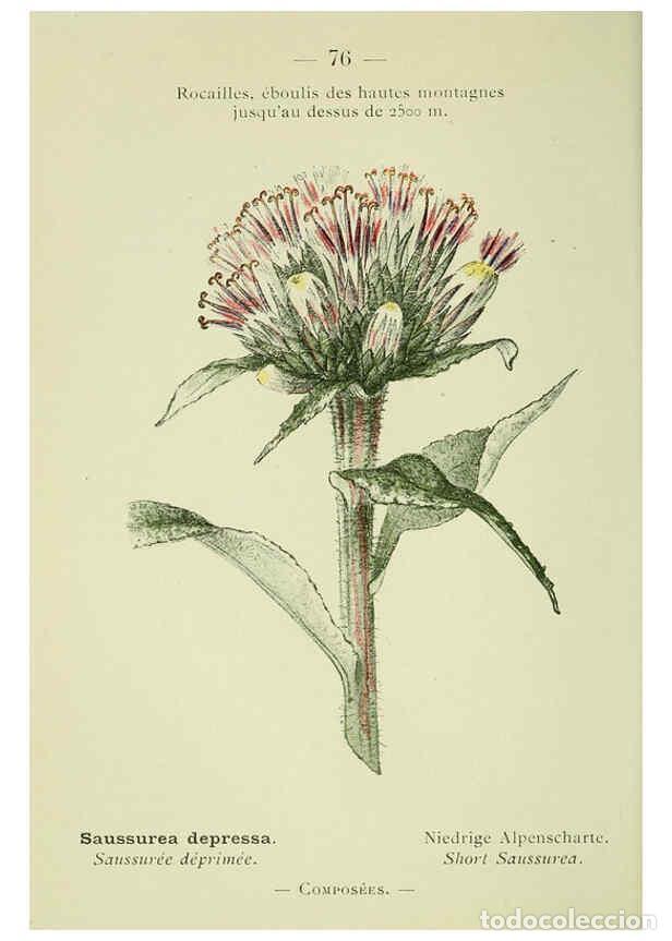 Coleccionismo de Revistas y Peri&oacute;dicos: Reproducci&oacute;n/Reproduction 6298814758: Nouvelle flore colori&eacute;e de poche des Alpes et des Pyr&eacute;n&eacute;es. v.