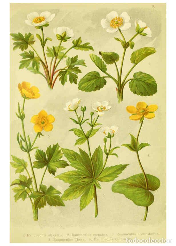 Coleccionismo de Revistas y Peri&oacute;dicos: Reproducci&oacute;n/Reproduction 6021499079: Alpen-Flora f&uuml;r Touristen und Pflanzenfreunde Stuttgart :Verla