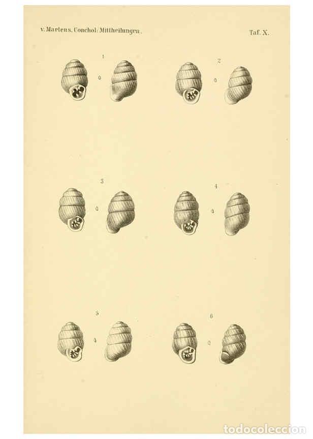 Collection Magazines and Newspapers: Reproducci&oacute;n/Reproduction 6298421581: Conchologische Mittheilungen als Fortsetzung der Novitates con