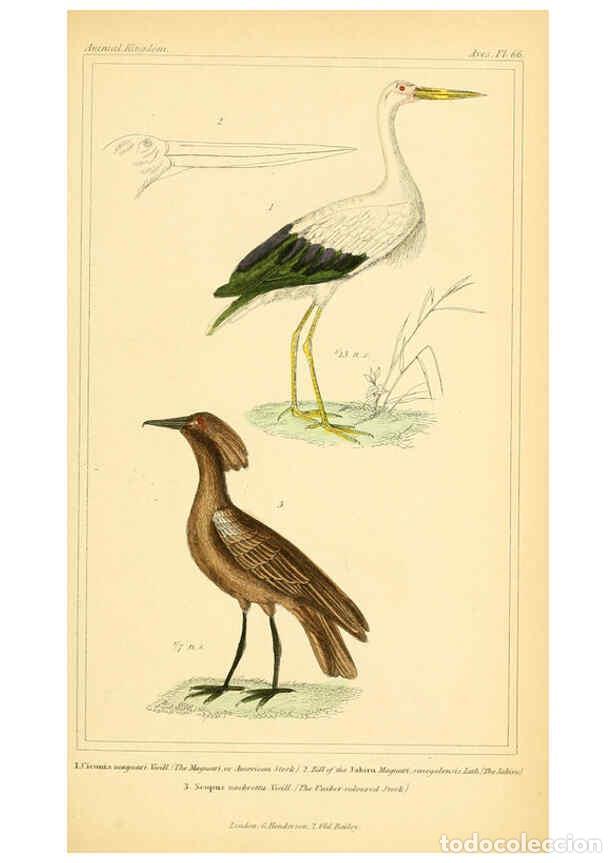 Collection Magazines and Newspapers: Reproducci&oacute;n/Reproduction 6026193398: The animal kingdom, arranged according to its organization, se