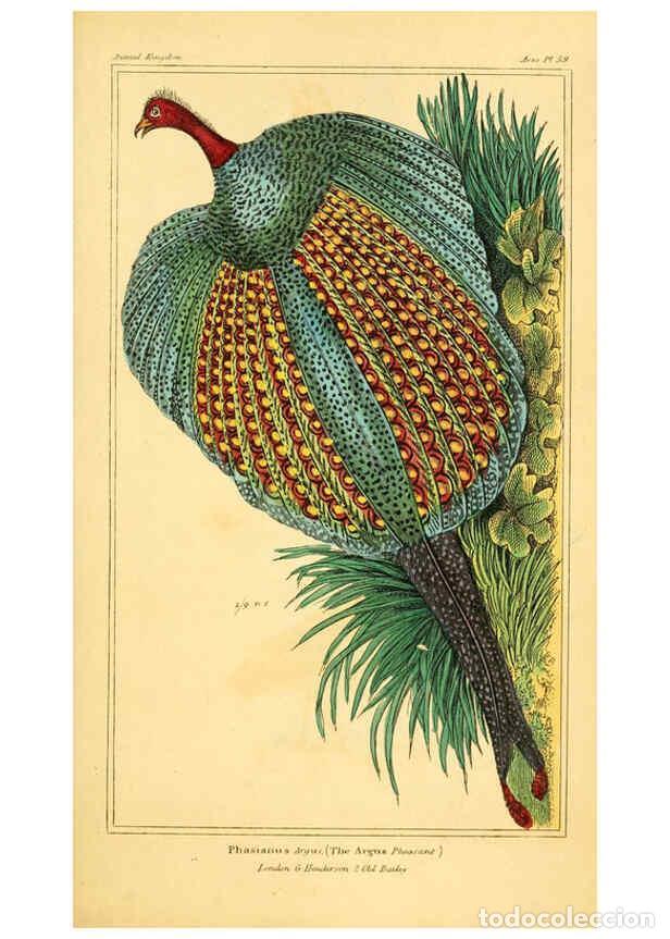 Collection Magazines and Newspapers: Reproducci&oacute;n/Reproduction 6026190744: The animal kingdom, arranged according to its organization, se