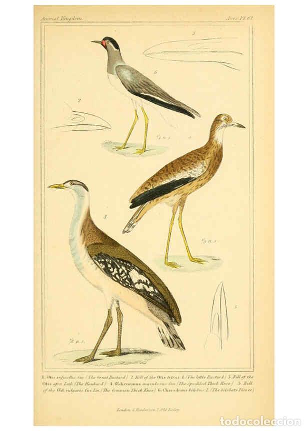 Collection Magazines and Newspapers: Reproducci&oacute;n/Reproduction 6025636241: The animal kingdom, arranged according to its organization, se